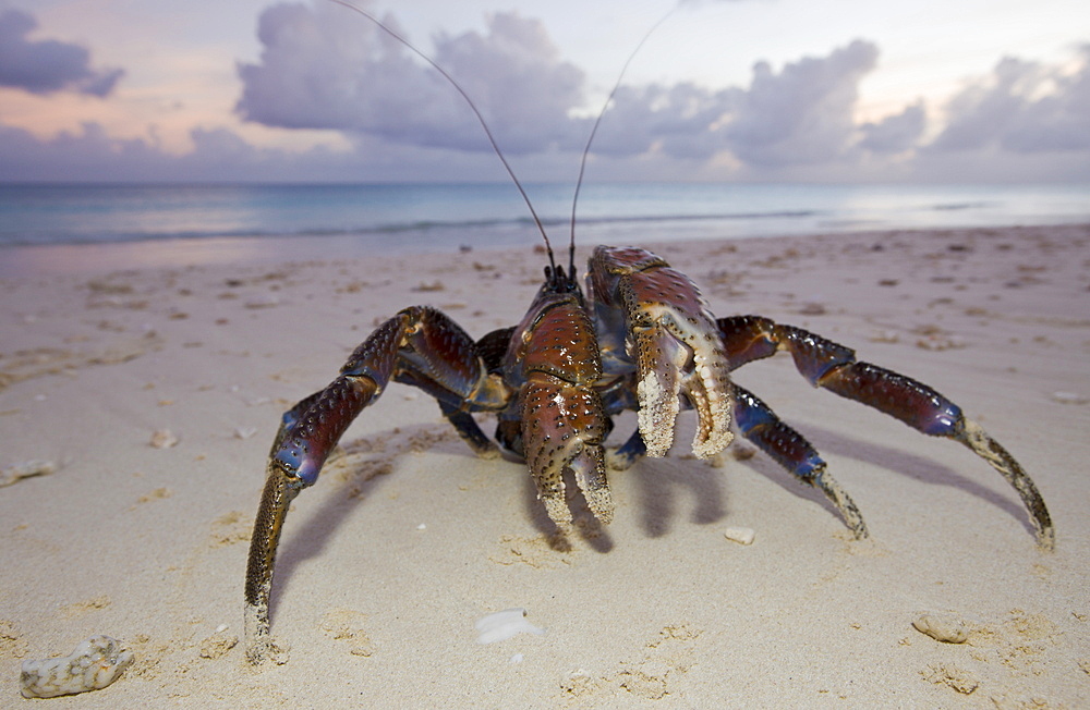 Coconut Crab, Robber Crab at Bikini Beach, Birgus latro, Marshall Islands, Bikini Atoll, Micronesia, Pacific Ocean