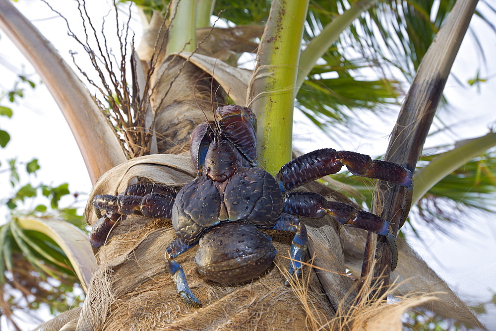 Coconut Crab, Robber Crab on Palmtree, Birgus latro, Marshall Islands, Bikini Atoll, Micronesia, Pacific Ocean