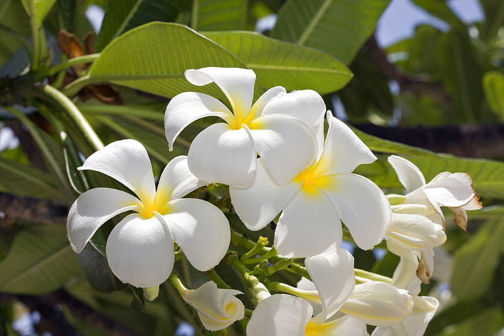 Plumeria Flowers, Plumeria alba, Marshall Islands, Bikini Atoll, Micronesia, Pacific Ocean