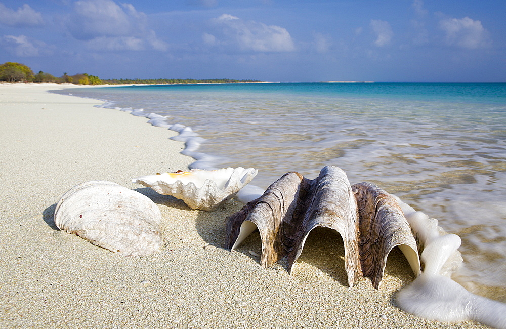 Shells at Bikini Beach, Marshall Islands, Bikini Atoll, Micronesia, Pacific Ocean