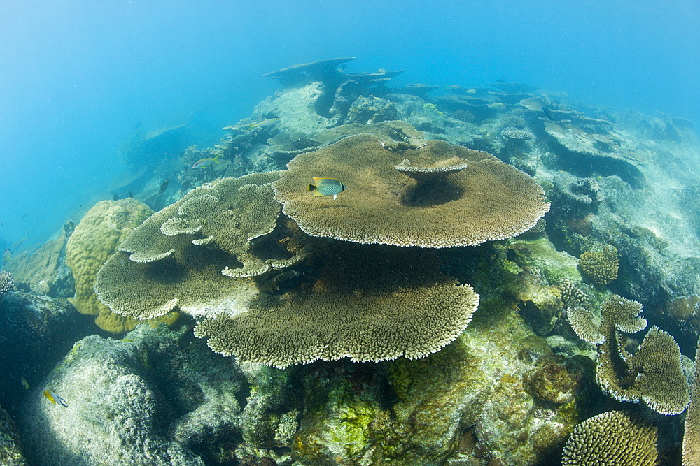 Pristine Table Corals in Bikini Lagoon, Marshall Islands, Bikini Atoll, Micronesia, Pacific Ocean