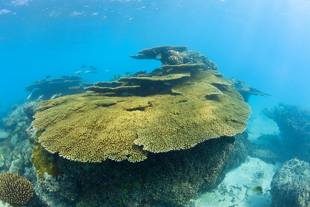 Table Corals in Bikini Lagoon, Marshall Islands, Bikini Atoll, Micronesia, Pacific Ocean