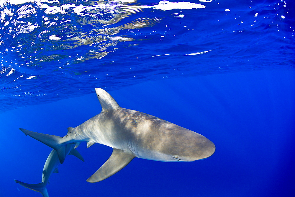 Galapagos Sharks, Carcharhinus galapagensis, Marshall Islands, Bikini Atoll, Micronesia, Pacific Ocean