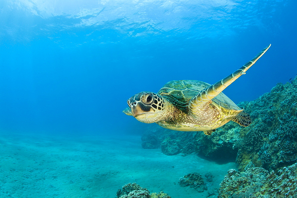 Green Turtle, Chelonia mydas, Marshall Islands, Bikini Atoll, Micronesia, Pacific Ocean