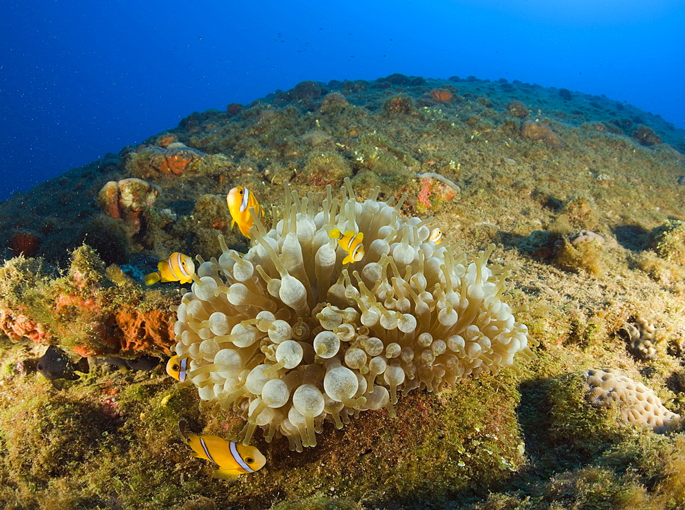 Endemic Anemonefishes at bottom up laying USS Arkansas Battleship, Marshall Islands, Bikini Atoll, Micronesia, Pacific Ocean