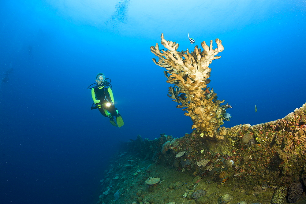 Diver and Fire Coral at bottom up Wreck HIJMS Nagato Battleship, Marshall Islands, Bikini Atoll, Micronesia, Pacific Ocean