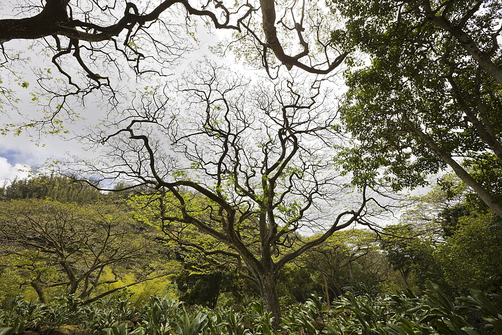 Botanical Garden Waimea Valley, Oahu, Pacific Ocean, Hawaii, USA