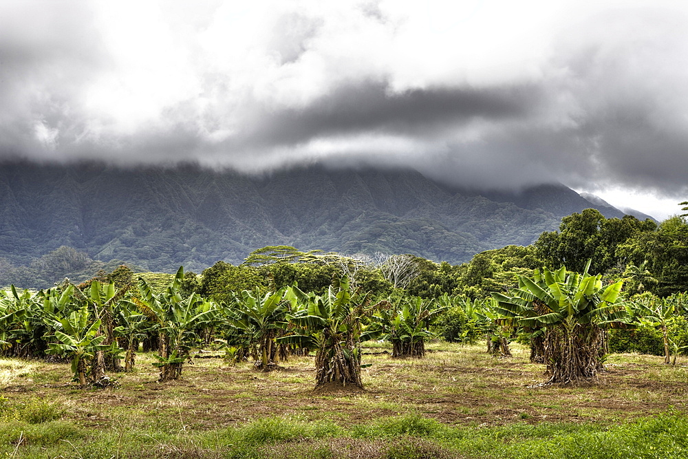 Landscape near Kualoa Ranch, Oahu, Pacific Ocean, Hawaii, USA