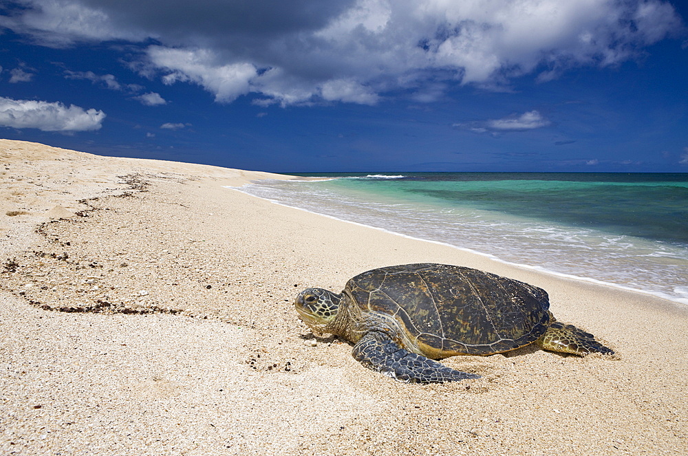 Green Turtle at Haleiwa Beach Park, Chelonia mydas, Oahu, Pacific Ocean, Hawaii, USA