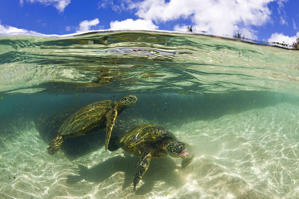 Green Turtles, Chelonia mydas, Oahu, Pacific Ocean, Hawaii, USA