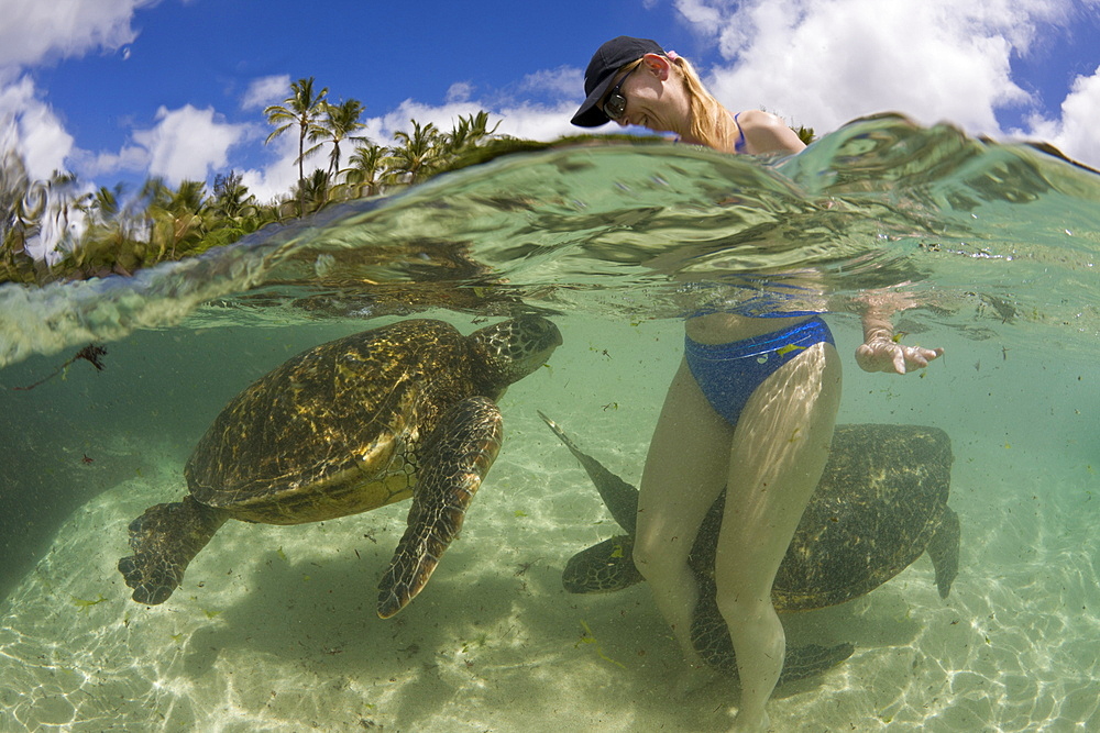 Green Turtles and Tourist, Chelonia mydas, Oahu, Pacific Ocean, Hawaii, USA