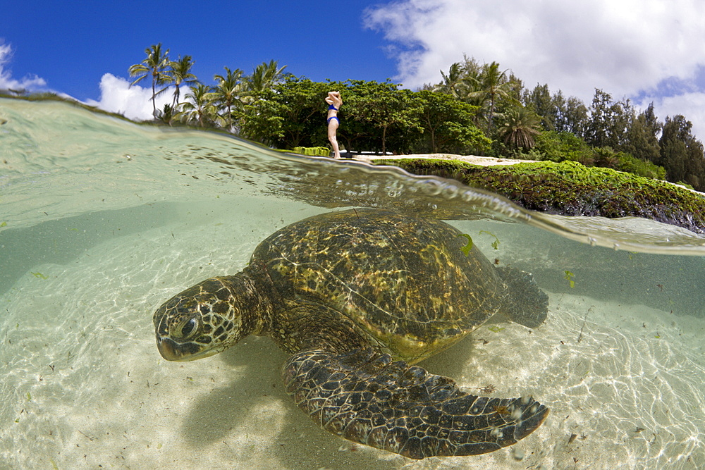 Green Turtle, Chelonia mydas, Oahu, Pacific Ocean, Hawaii, USA