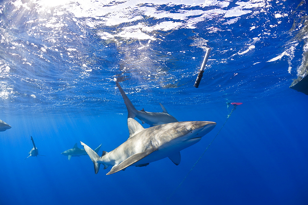 Galapagos Sharks, Carcharhinus galapagensis, Oahu, Pacific Ocean, Hawaii, USA