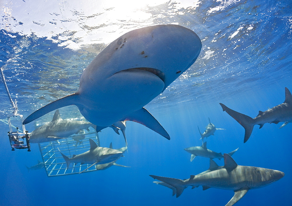 Galapagos Sharks, Carcharhinus galapagensis, Oahu, Pacific Ocean, Hawaii, USA