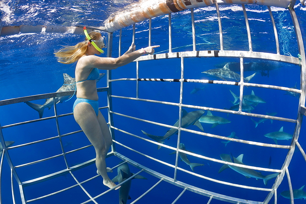 Cage Diving with Sharks, Oahu, Pacific Ocean, Hawaii, USA