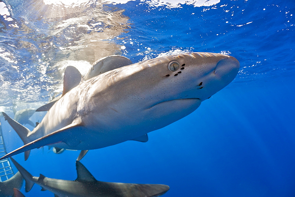 Galapagos Sharks, Carcharhinus galapagensis, Oahu, Pacific Ocean, Hawaii, USA