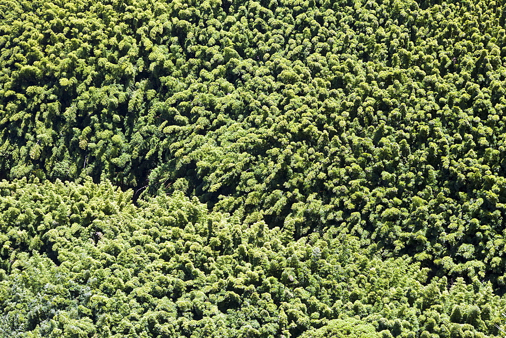 Bamboo Grove at Road to Hana, Maui, Hawaii, USA