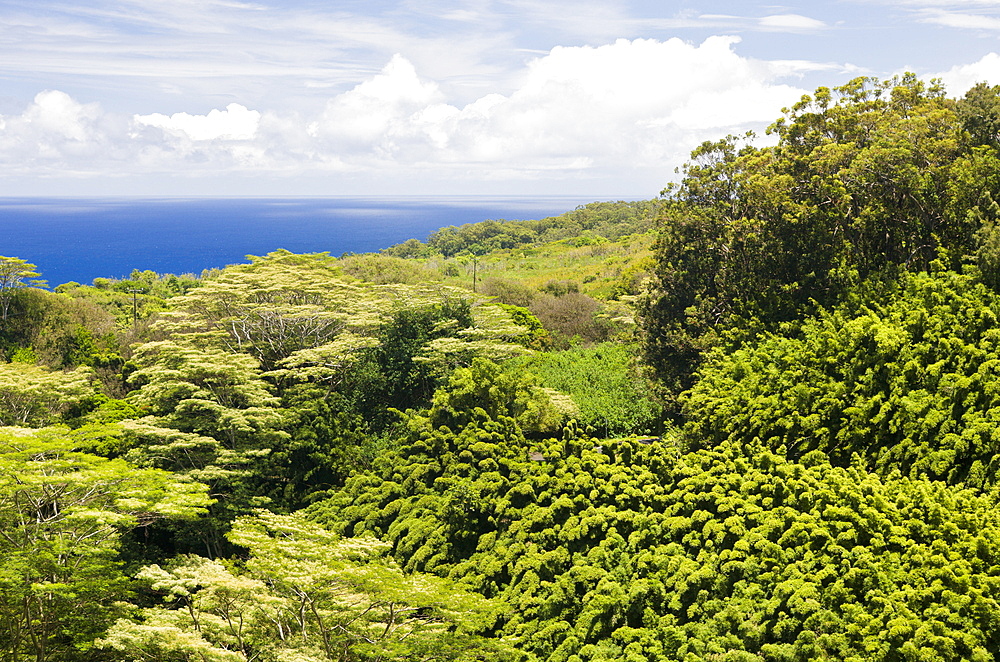 Bamboo Grove at Road to Hana, Maui, Hawaii, USA