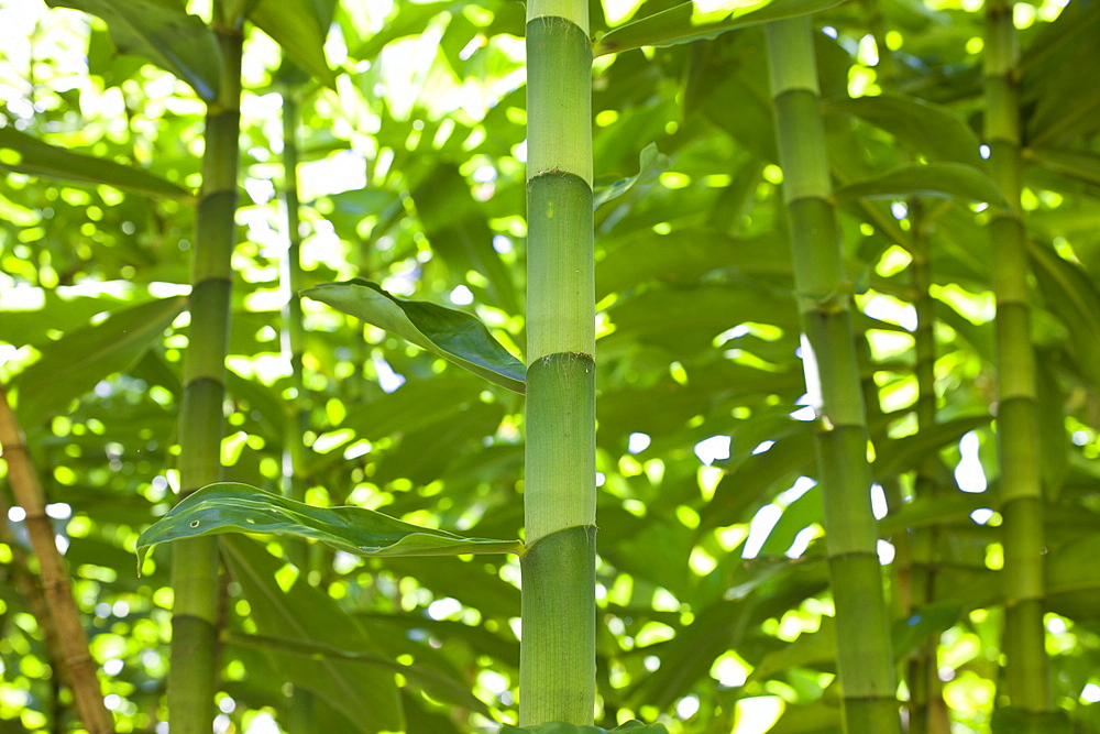 Bamboo Grove at Road to Hana, Maui, Hawaii, USA