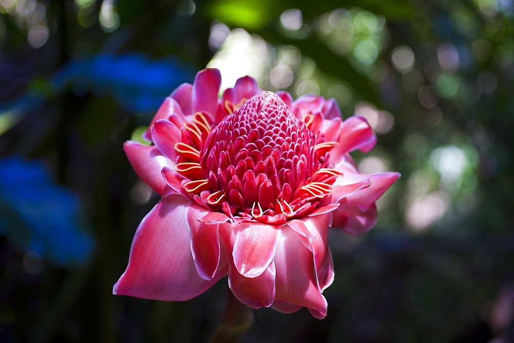 Torch Ginger, Etlingera elatior, Maui, Hawaii, USA