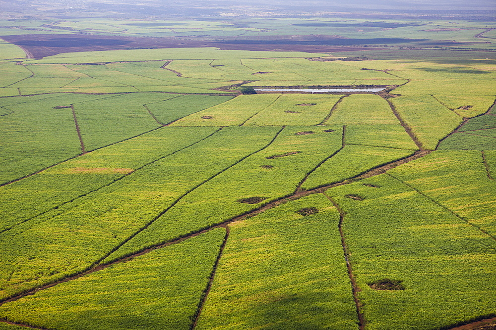 Sugar Cane Farm, Maui, Hawaii, USA