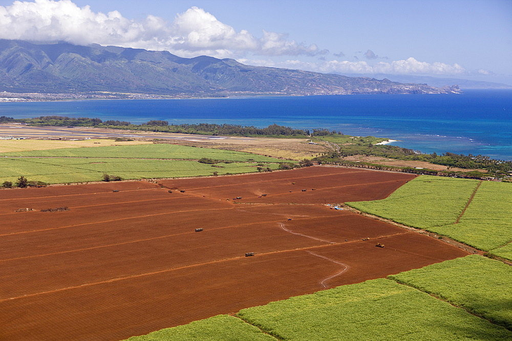 Pineapple Farm at Maui, Maui, Hawaii, USA