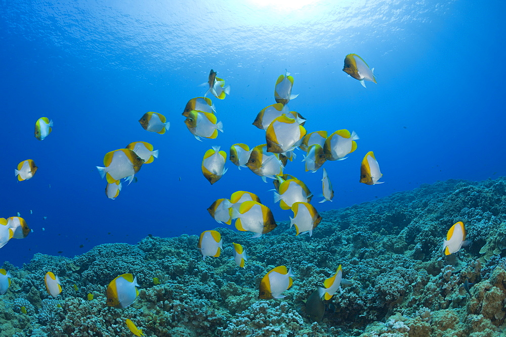 Shoal of Pyramid Butterflyfishes, Hemitaurichthys polyepis, Molokini Crater, Maui, Hawaii, USA