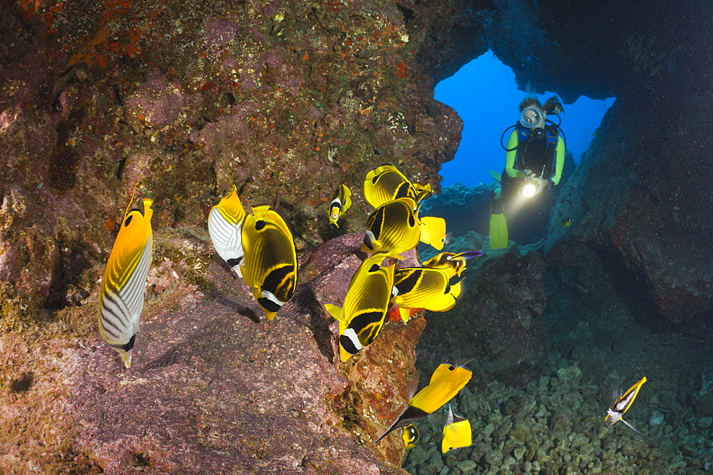 Diver observe Racoon-Butterflyfishes feeding Eggs from other Fishes, Chaetodon lunula, Cathedrals of Lanai, Maui, Hawaii, USA