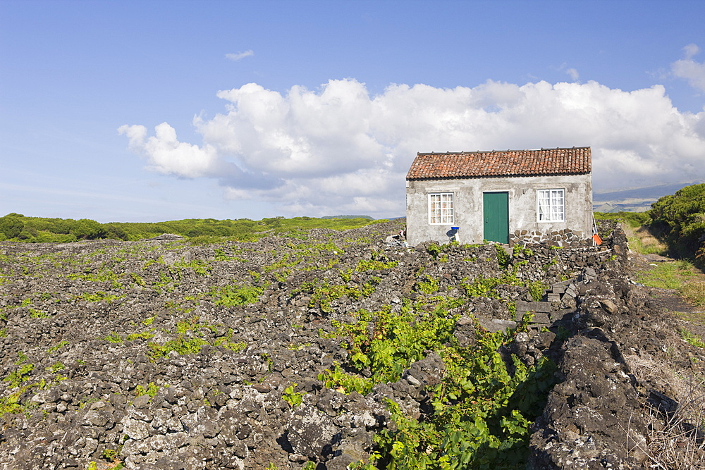 Pico Island Vineyard Culture Unesco Heritage Site, Pico Island, Azores, Portugal