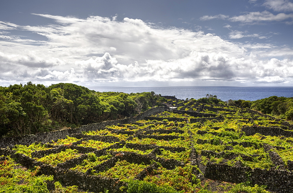 Pico Island Vineyard Culture Unesco Heritage Site, Pico Island, Azores, Portugal
