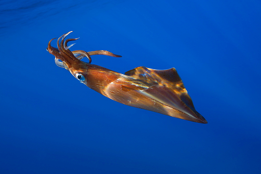 Veined Kalmar, Loligo forbesi, Azores, Atlantic Ocean, Portugal