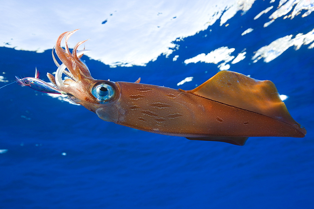 Veined Kalmar on Fish Hook , Loligo forbesi, Azores, Atlantic Ocean, Portugal