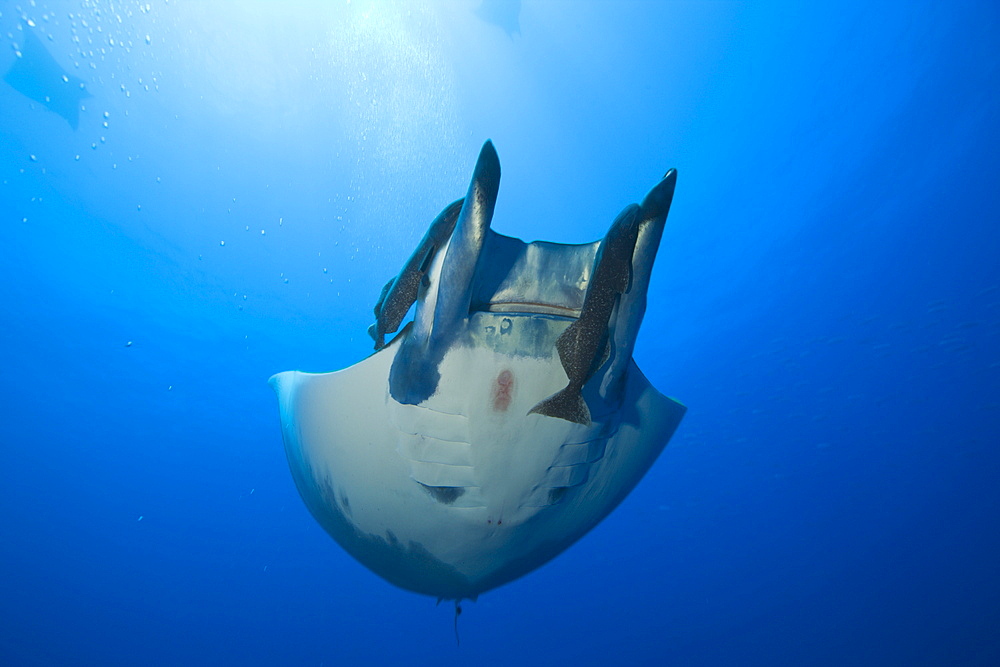 Sicklefin Mobula with Remora, Mobula tarapacana, Azores, Princess Alice Bank, Atlantic Ocean, Portugal