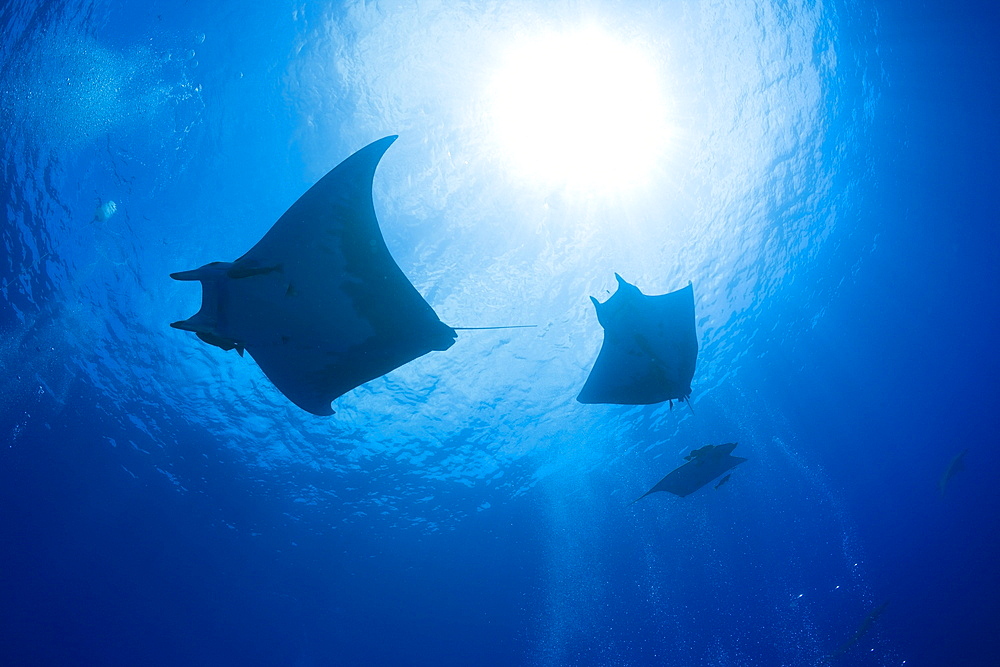 Sicklefin Mobulas, Mobula tarapacana, Azores, Princess Alice Bank, Atlantic Ocean, Portugal