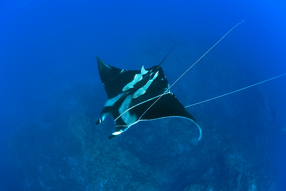 Sicklefin Mobula trapped by Rope, Mobula tarapacana, Azores, Princess Alice Bank, Atlantic Ocean, Portugal