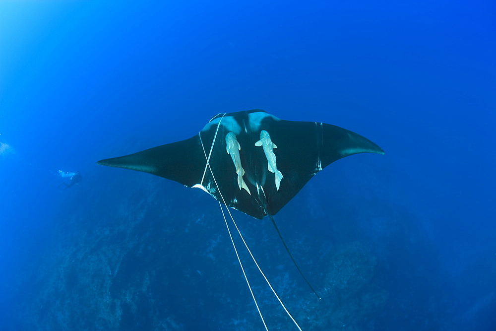 Sicklefin Mobula trapped by Rope, Mobula tarapacana, Azores, Princess Alice Bank, Atlantic Ocean, Portugal