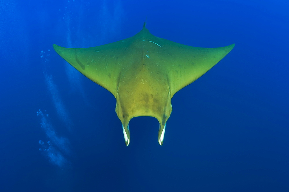 Sicklefin Mobula, Mobula tarapacana, Azores, Princess Alice Bank, Atlantic Ocean, Portugal