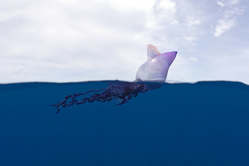 Portuguese Man of War, Physalia physalis, Azores, Atlantic Ocean, Portugal