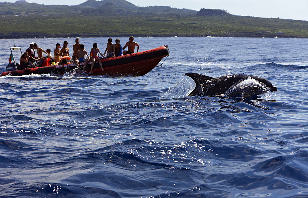 Tourists at Dolphin watching Tour, Tursiops truncatus, Azores, Atlantic Ocean, Portugal