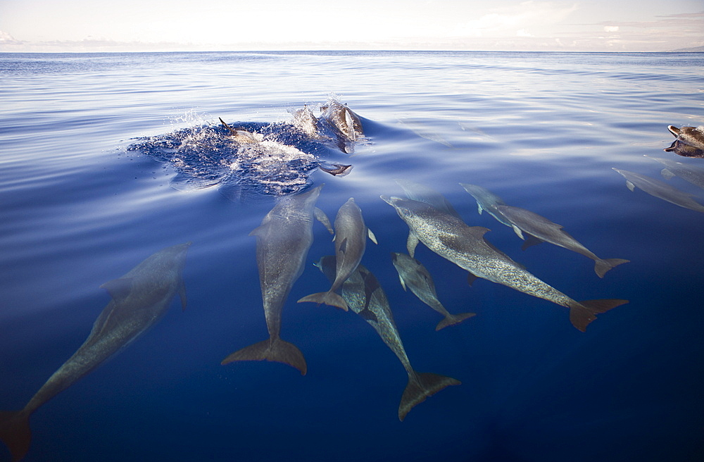 Atlantic Spotted Dolphins, Stenella frontalis, Azores, Atlantic Ocean, Portugal