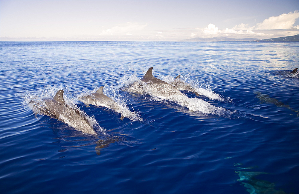 Atlantic Spotted Dolphins, Stenella frontalis, Azores, Atlantic Ocean, Portugal