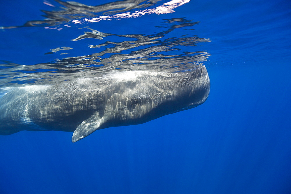 Young Sperm Whale, Physeter catodon, Azores, Atlantic Ocean, Portugal