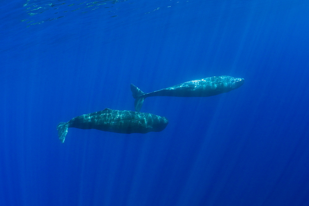 Sperm Whale Mother and Calf, Physeter catodon, Azores, Atlantic Ocean, Portugal