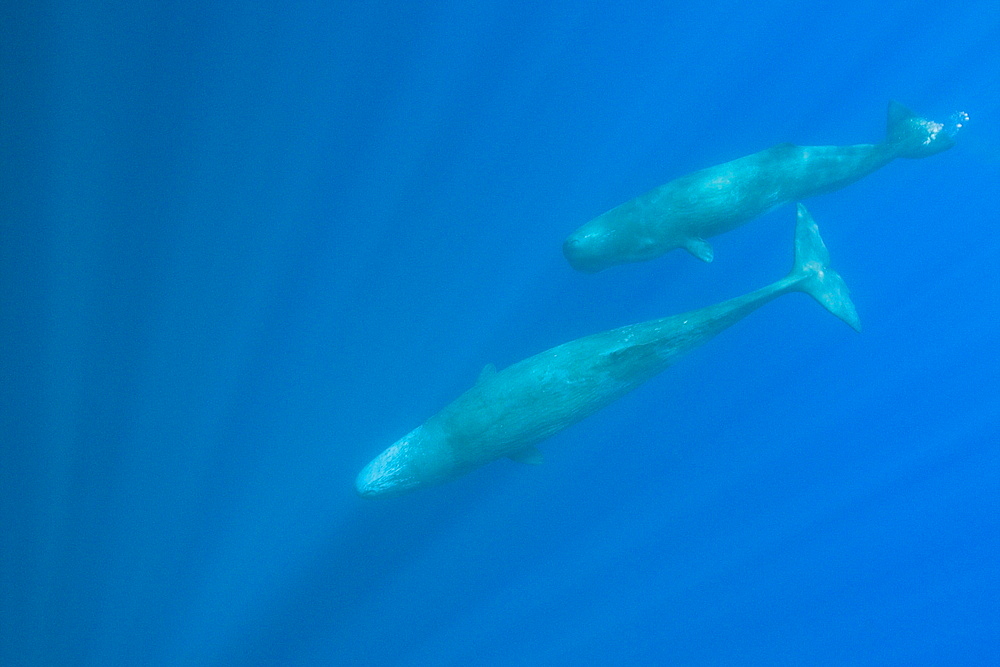 Sperm Whale Mother and Calf, Physeter catodon, Azores, Atlantic Ocean, Portugal