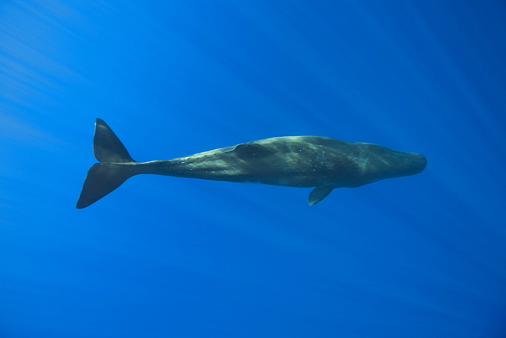 Sperm Whale, Physeter catodon, Azores, Atlantic Ocean, Portugal