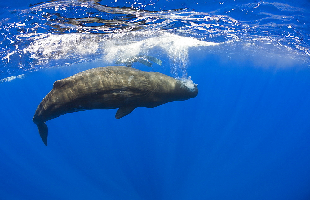 Sperm Whale, Physeter catodon, Azores, Atlantic Ocean, Portugal