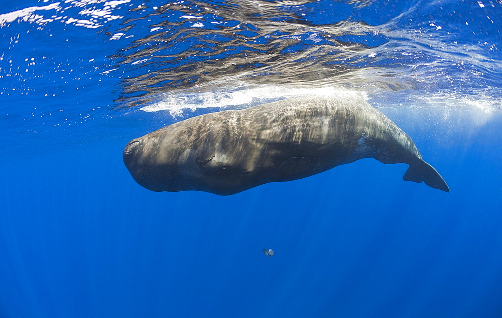 Young Sperm Whale, Physeter catodon, Azores, Atlantic Ocean, Portugal