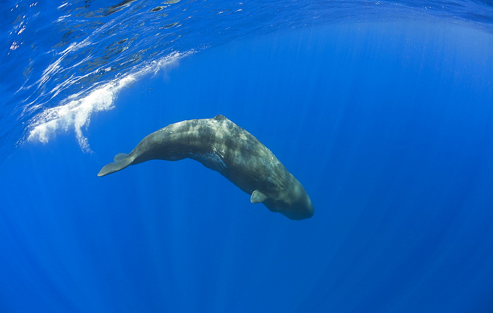 Young Sperm Whale, Physeter catodon, Azores, Atlantic Ocean, Portugal