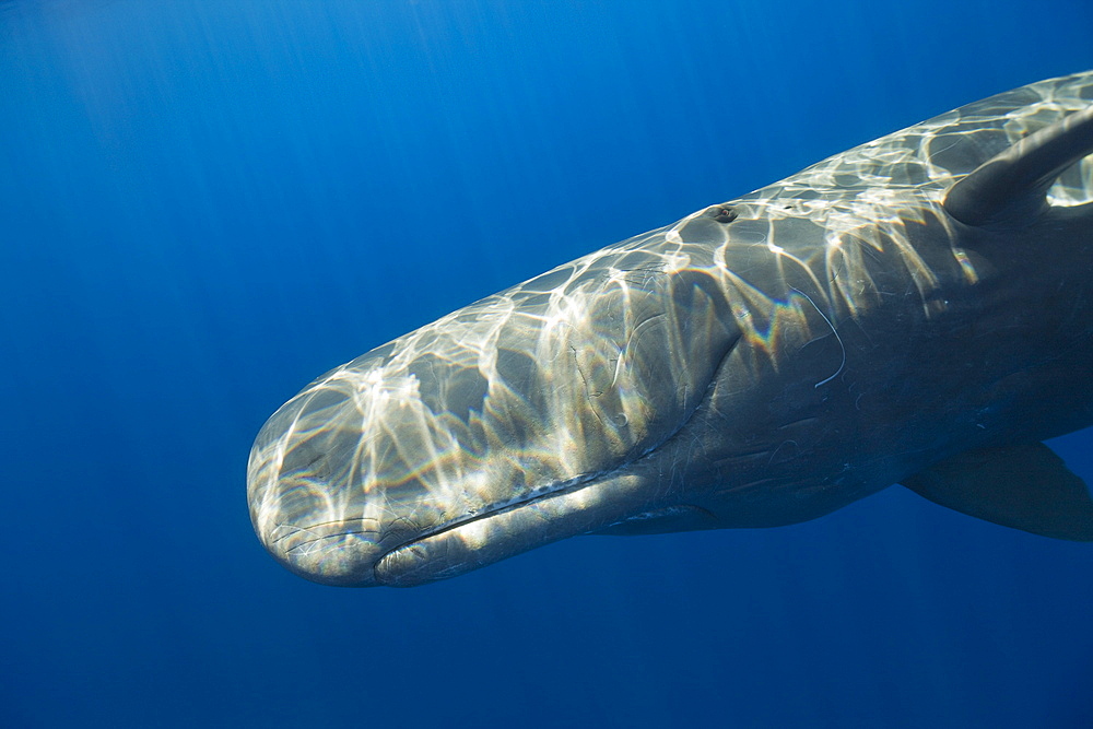 Sperm Whale, Physeter catodon, Azores, Atlantic Ocean, Portugal