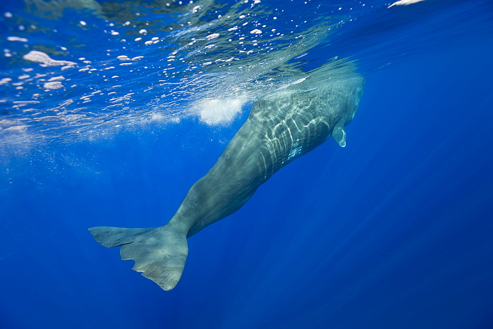 Sperm Whale, Physeter catodon, Azores, Atlantic Ocean, Portugal